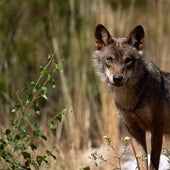 El enigma del lobo avistado hace casi un mes en la provincia de Ciudad Real