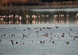 Marismas del Odiel supera a Doñana como principal área andaluza de reproducción de aves acuáticas