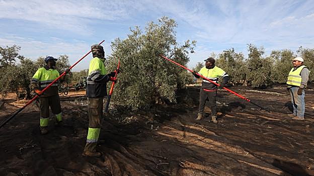Trabajadores del campo en un olivar de Puente Genil, durante la presente campaña