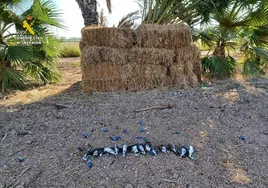 Cuatro hombres investigados tras abatir 14 tórtolas europeas en Alicante, una especie cuya caza está prohibida