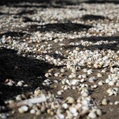 La mortalidad del marisco en noviembre llegó a alcanzar el 80% en ciertas especies