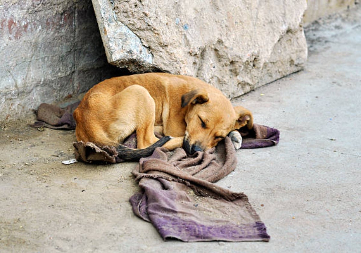Perro en la calle