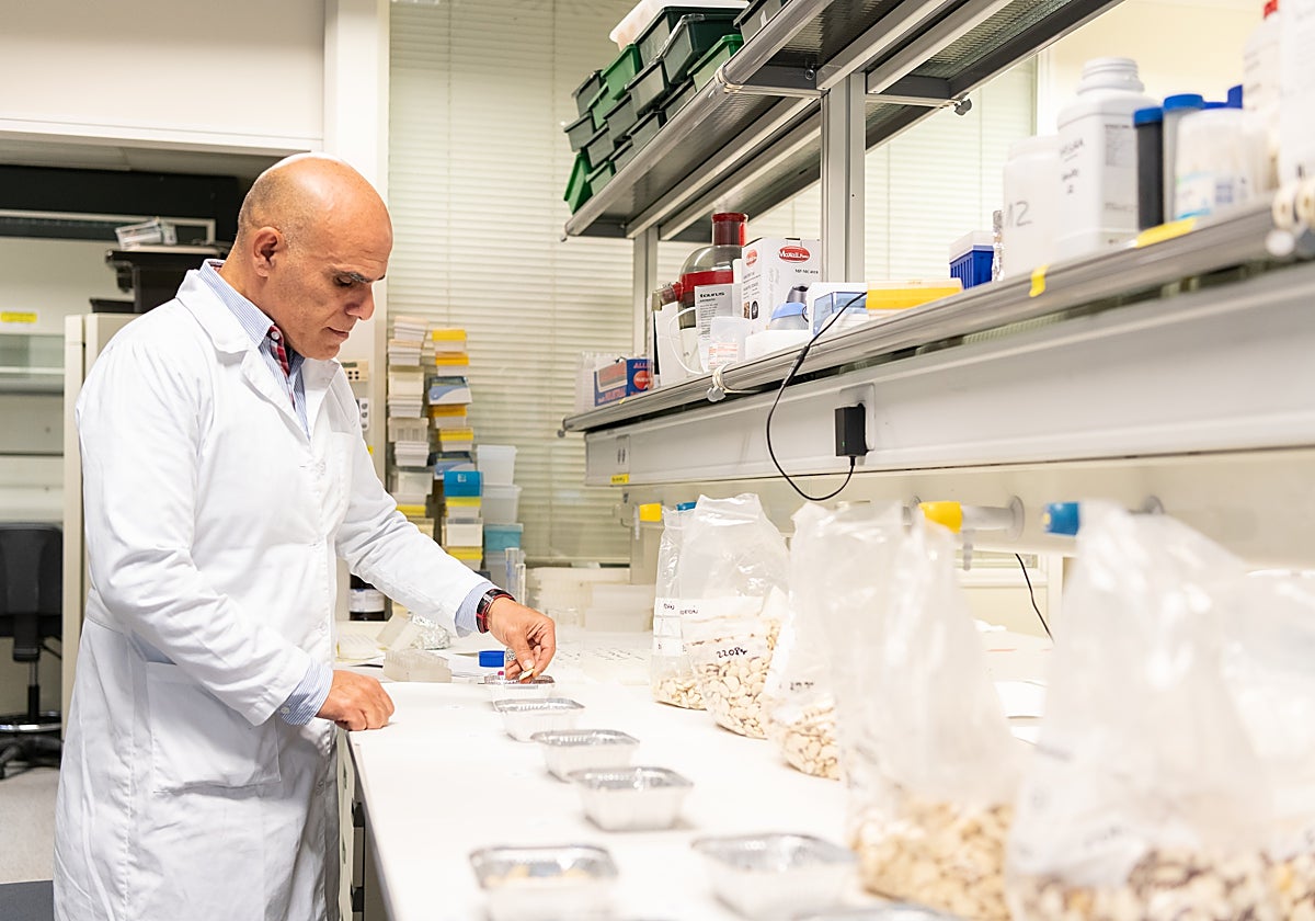 Expertos de la UPV proponen implantar nuevas especies y variar el modo de cultivo para salvar al garrofó valenciano