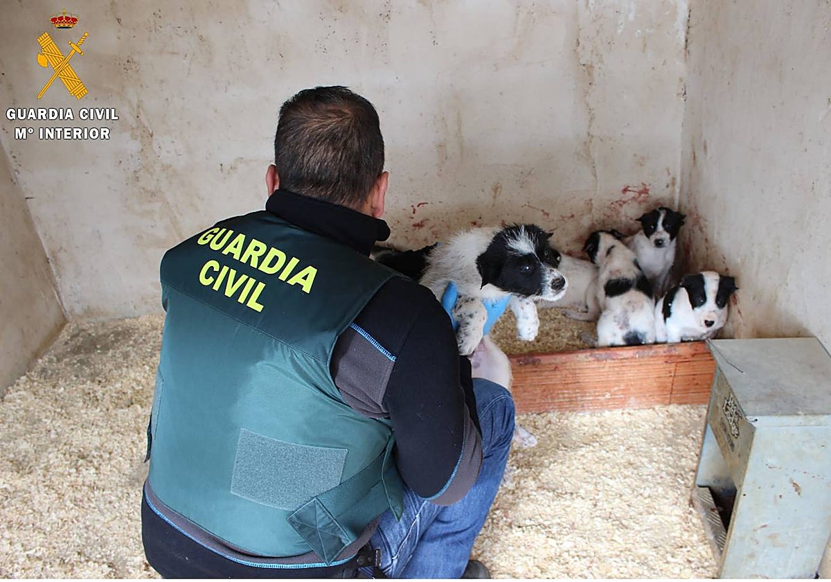 Un agente del Seprona de la Guardia Civil de Segovia, con los animales mutilados