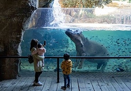 Más de 10.000 personas ya han adquirido el Pase Anual B! de Bioparc Valencia