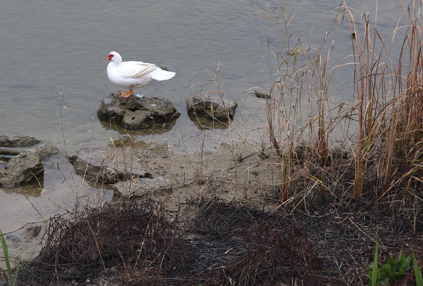 Fotos: la sequía deja bajo mínimos el cauce del río Guadalquivir en Córdoba