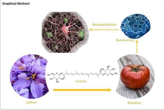 Demuestran que el 'tomafrán' tiene propiedades para prevenir el alzhéimer