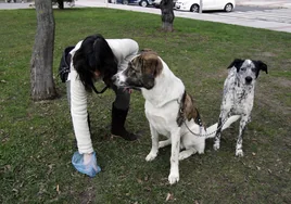 Multas de 600 euros por no tener a tu perro identificado con el ADN: la batalla de un pueblo de Valencia contra las cacas en la calle