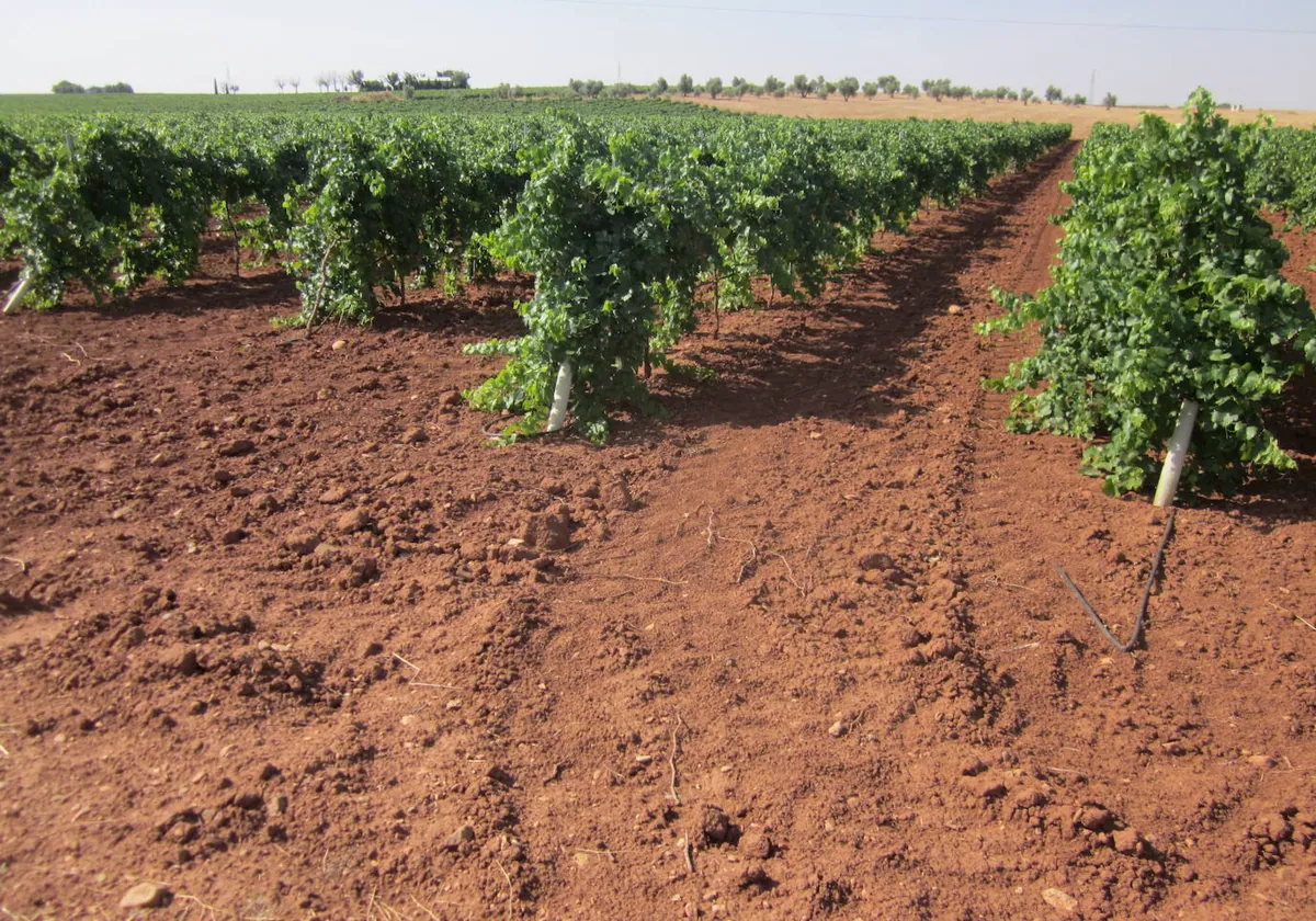 Regantes del Alto Guadiana se quejan ante Ribera de «recortes» y lo achacan a la «nefasta» gestión de CHG