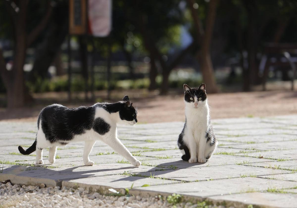 Imagen de archivo de una colonia de gatos callejeros
