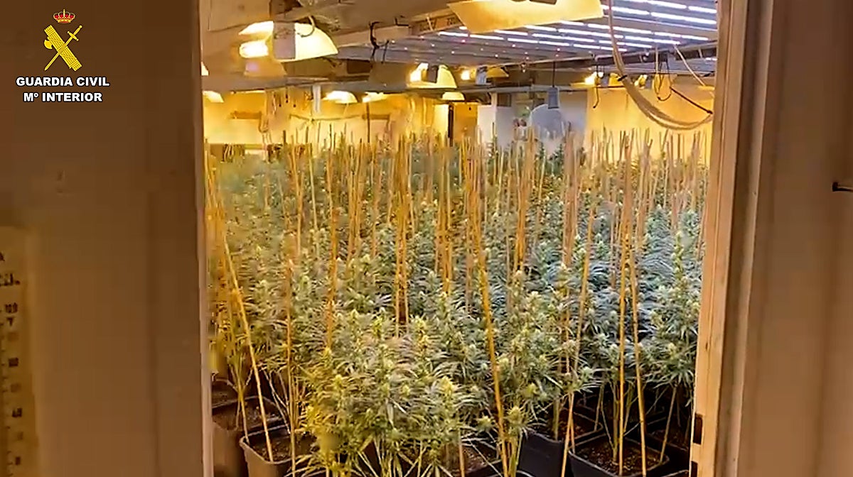 Imagen de una plantación de marihuana intervenida en Valencia por la Guardia Civil