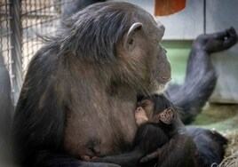 Nace en Bioparc Valencia una cría de chimpancé cuya especie se encuentra en peligro crítico de extinción
