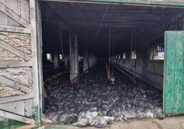 Mueren 30.000 pollos al incendiarse una granja avícola en un pueblo de Granada