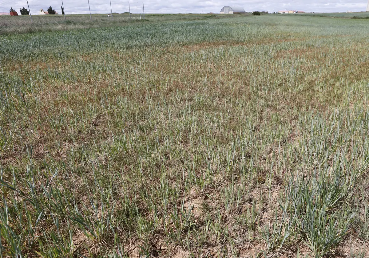 Campos de cultivo afectados por la sequía