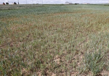 Casi 12.600 agricultores reciben un complemento de 37,5 millones de la Junta a las indemnizaciones por sequía