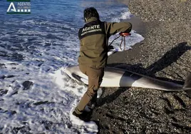 Hallan un delfín muerto en una playa de Nerja