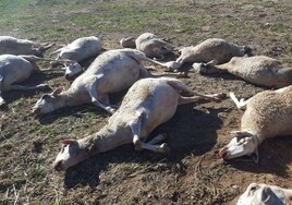 Los lobos llegan a Valencia y ya causan estragos en las granjas tras la ley del Gobierno que prohíbe su caza