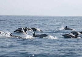 Inteligencia Artificial para proteger a la fauna marina del ruido de la actividad portuaria en Algeciras