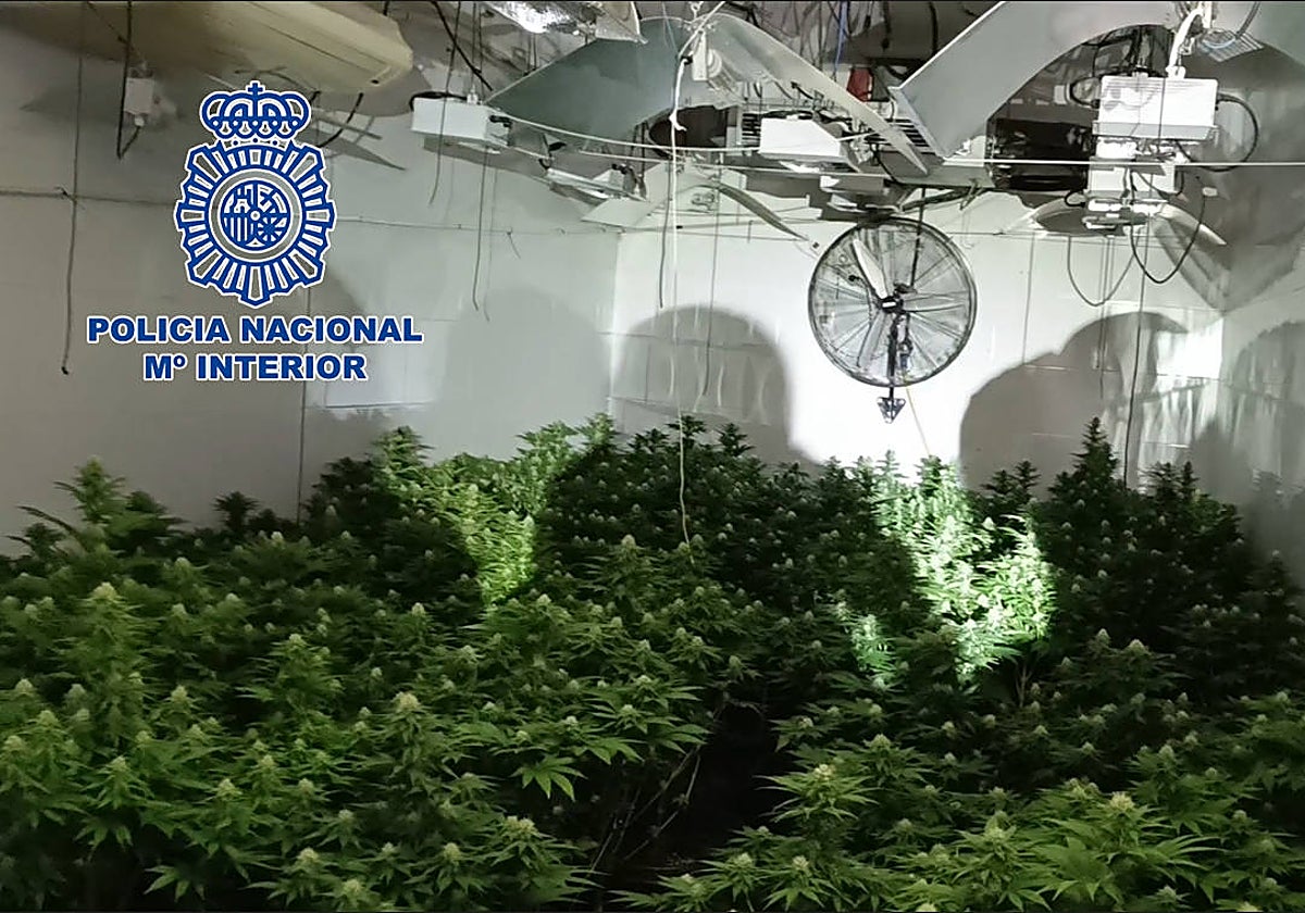 Imagen del cultivo de marihuana hallado en el zulo de un chalé de Almazora