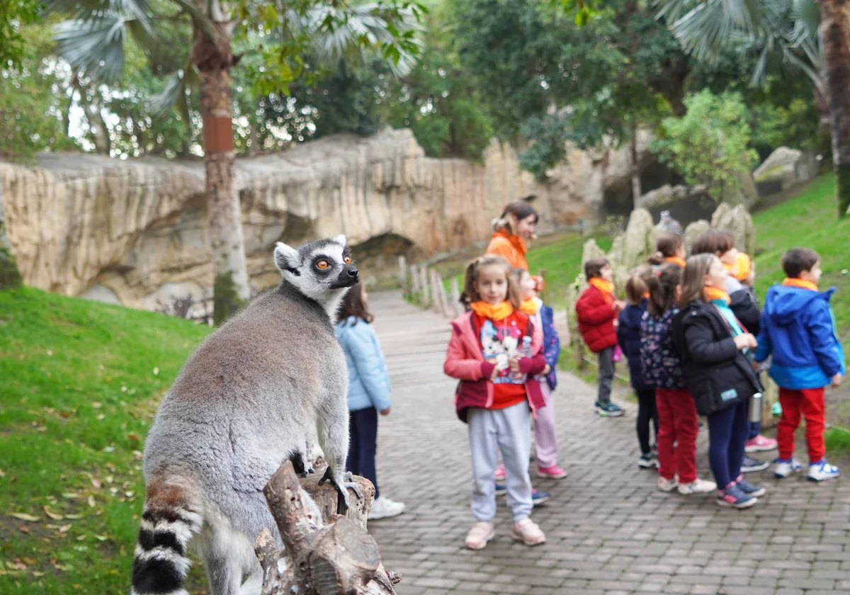 Imagen de un lémur junto a niños en la Escuela de Vacaciones de Bioparc Valencia