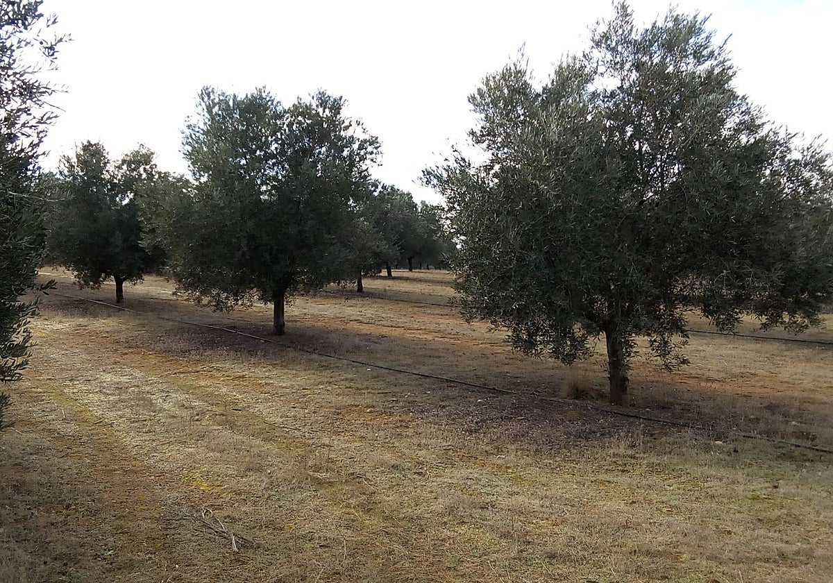El guarda rural de Malagón interviene más de 600 kilos de aceituna robada