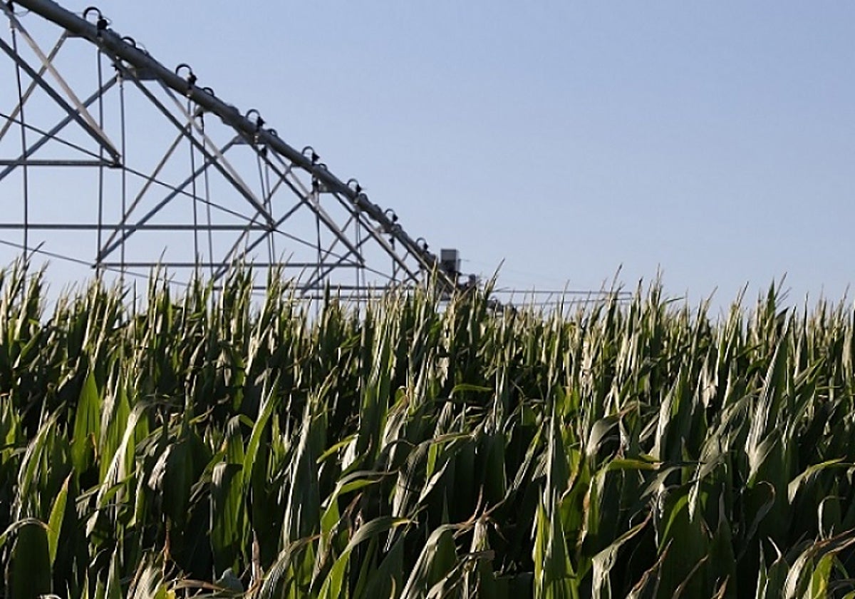 Cultivo asistido por regadío