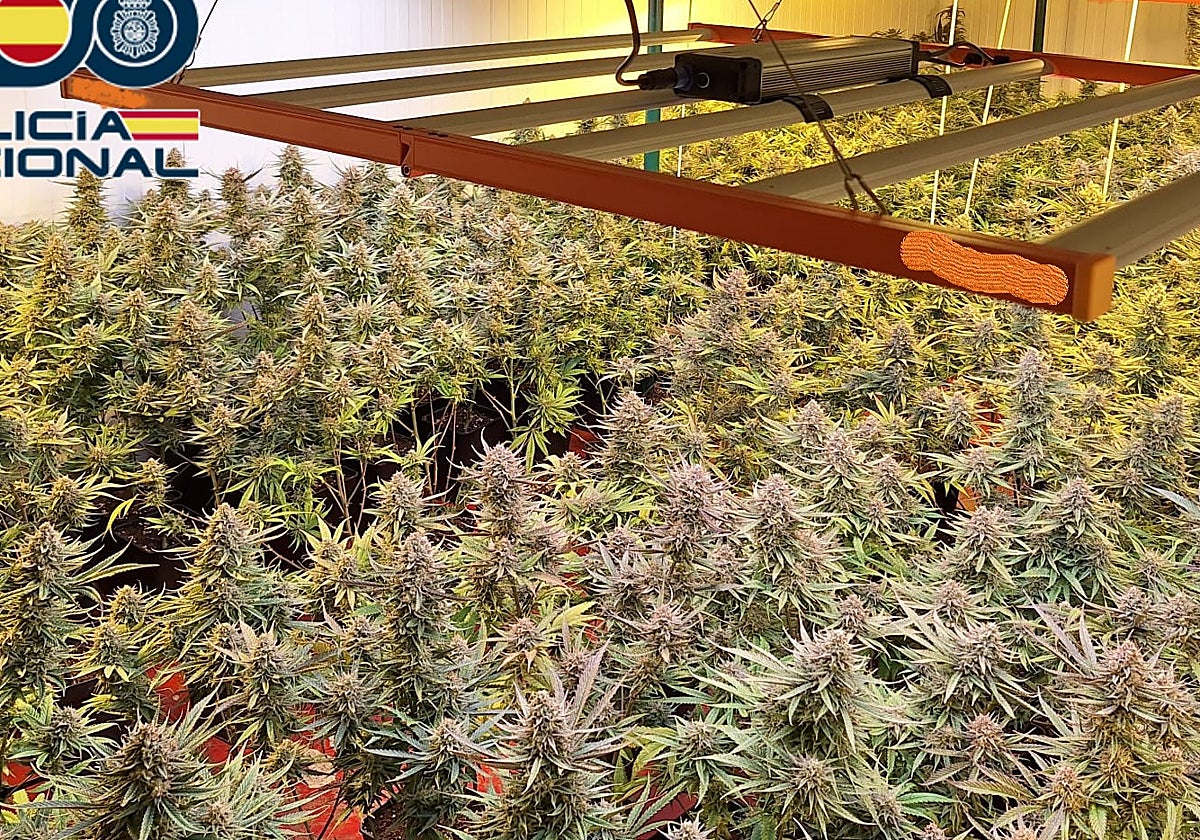 Plantas incautadas en el interior de la nave del polígono de la Torrecilla en Córdoba