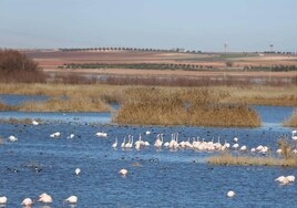 Los ecologistas piden medidas para parar la agonía de los humedales en Castilla-La Mancha
