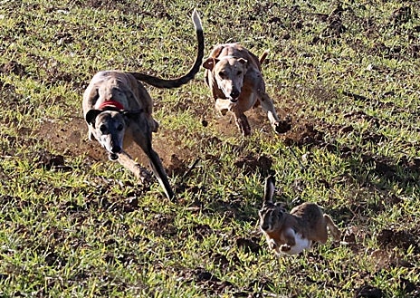 Imagen secundaria 1 - El campeonato se desarrolla al cien por cien en un entorno rural y cuenta con un amplio despliegue por parte de la organización para las carreras. A la final, entre el numeroso público, este domingo, han acudido el consejero de la Presidencia, Luis Miguel González Gago, y el presidente de la Diputación de Valladolid, Conrado Íscar