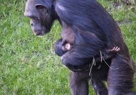 Nace un segundo chimpancé en Bioparc Valencia cuya especie está en peligro crítico de extinción