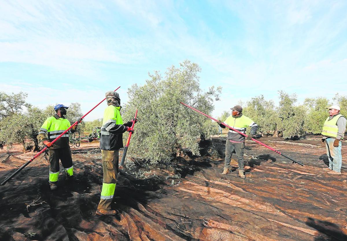 Trabajadores en una explotación agrícola en Puente Genil durante la actual campaña del olivar