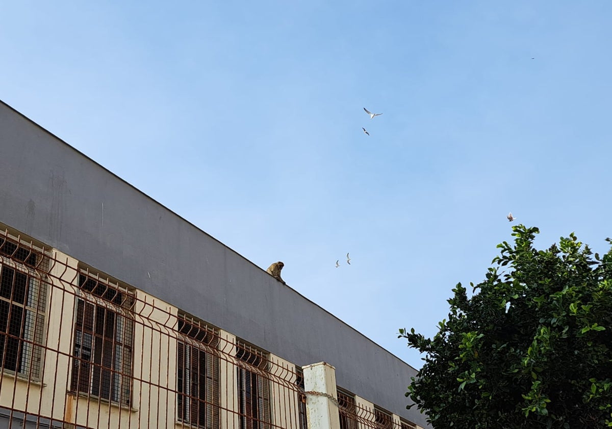 Imagen del macaco sobre el tejado de un instituto de La Linea