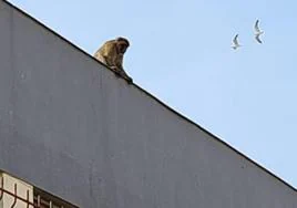 Drones y dardos tranquilizantes, así ha acabado la 'fuga' del mono de Gibraltar a La Línea de la Concepción