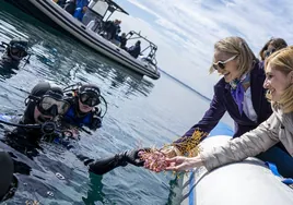 El Gobierno valenciano y el Oceanogràfic reintroducen siete caballitos de mar, 24 corales y dos tortugas en El Saler