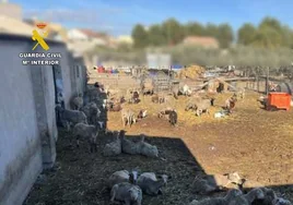 Un ganadero se enfrenta a una multa de 1,2 millones de euros por mantener una explotación ilegal de cabras y ovejas
