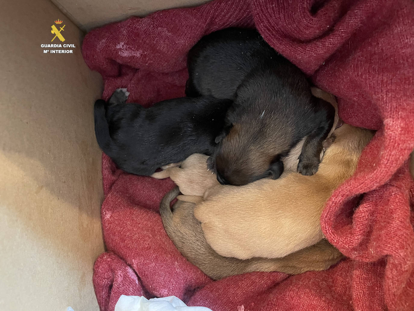 Imagen de los cachorros abandonados encontrados por el Seprona en Zucaina, Castellón