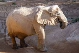 Bioparc activa la vigilancia de la elefanta Maja por su avanzado estado de gestación, el más largo del reino animal