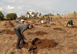 AEDAS Homes planta 560 árboles en Denia y ya suma más de 1.600 en toda la Comunidad Valenciana