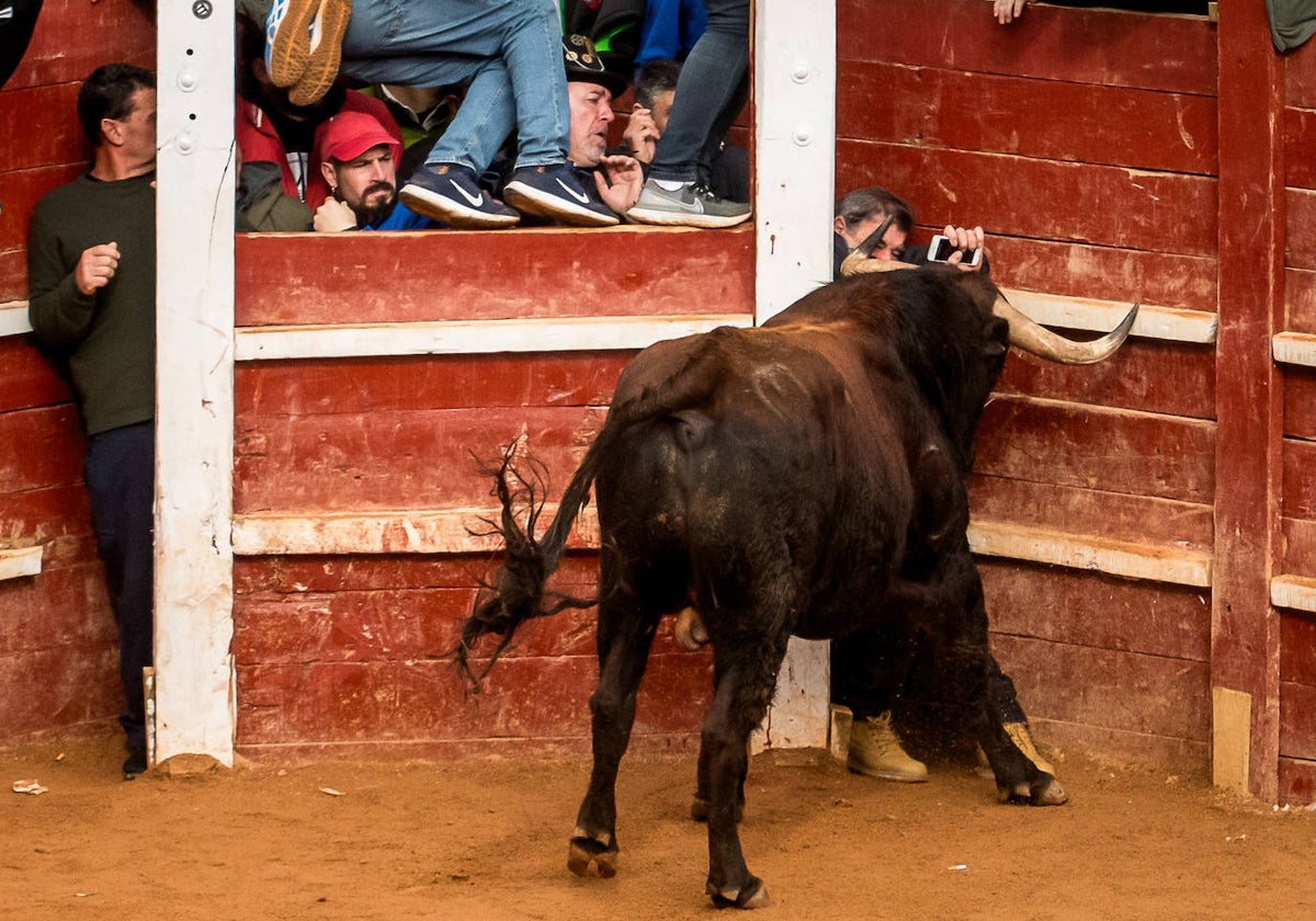 Uno de los heridos en el encierro del Carnaval del Toro
