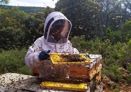 Destinan 180.000 euros a dos investigaciones sobre la salud de las abejas y subproductos de aromáticas