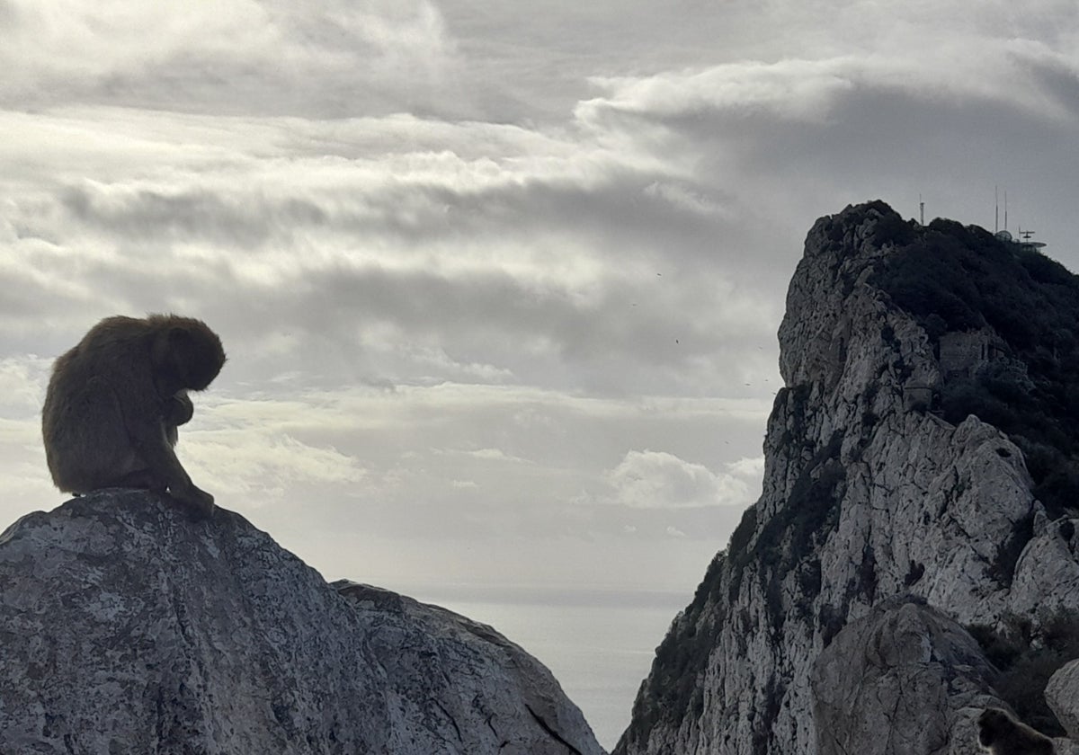 Un macaco, en la Reserva Natural, situada en la zona alta del Peñón de Gibraltar
