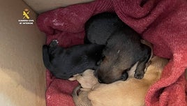 Un hombre abandona cinco cachorros en un contenedor y el Seprona le descubre tras hacerle la prueba de ADN a su perra
