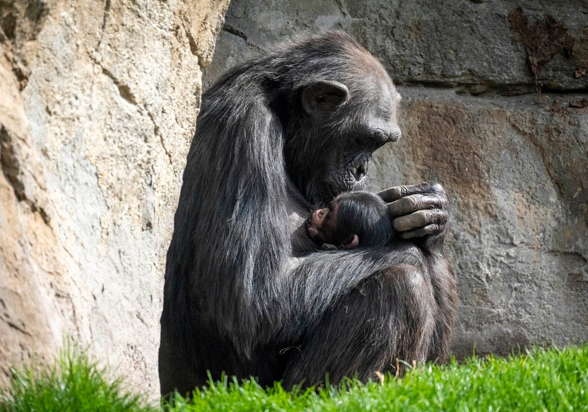 La chimpancé Natalia y su cría en la selva ecuatorial de Bioparc Valencia