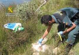 Investigado por arrojar cinco crías de mastín en un saco a un embalse en Zamora