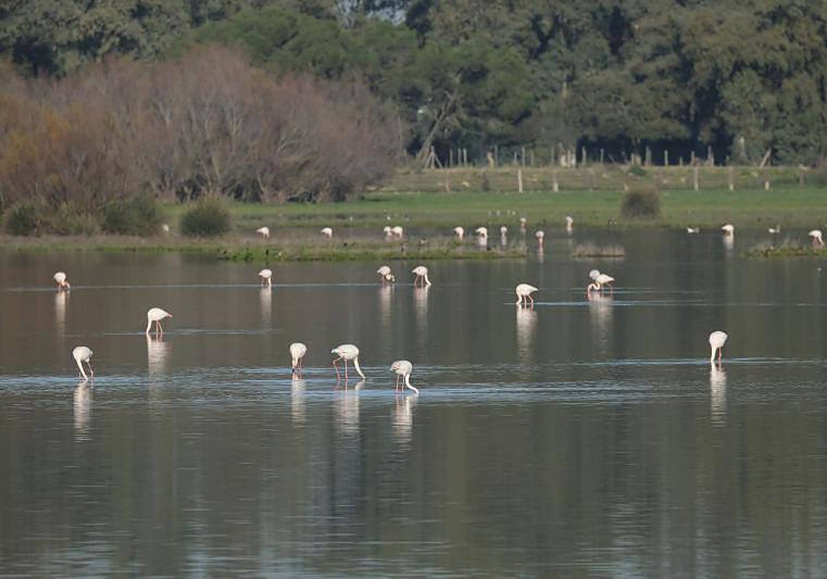 El parque natural de Doñana