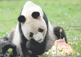 Madrid despide a la familia de pandas, que vuelven a China
