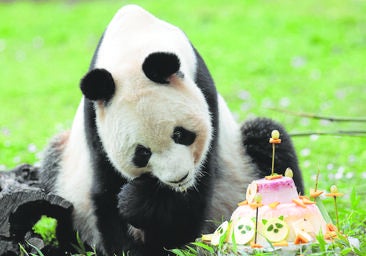 El Zoo de Madrid despide a la familia de pandas, que vuelven a China