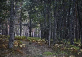 El Gobierno central seguirá talando árboles en el Pinar de los Belgas en vez de unirlo al Parque de Guadarrama