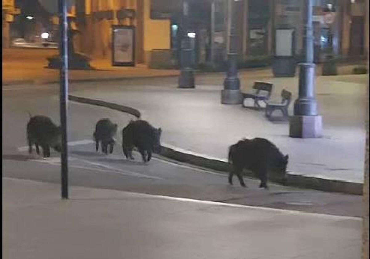 El grupo de jabalíes paseando por el centro de Ponferrada