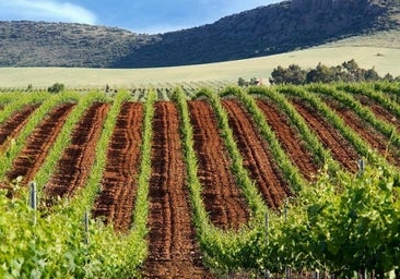 Los vinos de alma volcánica de Calatrava se estrenan como décima DO reivindicando identidad: «Somos diferentes»